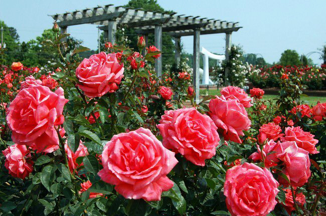 762618 Tất tật thông tin cần biết về lễ hội hoa hồng Bulgaria lớn nhất Việt Nam